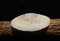 登錄號:007715-00006藏品圖，第3張