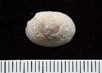 登錄號:007715-00006藏品圖，第4張