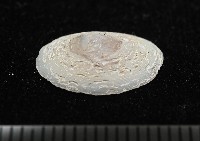 登錄號:007715-00006藏品圖，第5張