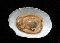 登錄號:007715-00006藏品圖，第6張