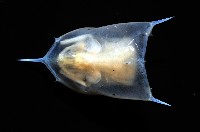 未知種蝦蛄幼生藏品圖，第3張