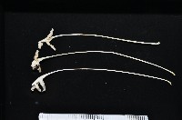 未知種鈍矢海鰓藏品圖，第1張
