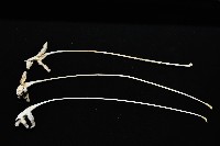 未知種鈍矢海鰓藏品圖，第2張