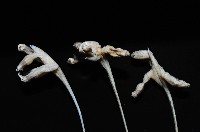 未知種鈍矢海鰓藏品圖，第3張