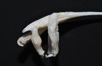 未知種鈍矢海鰓藏品圖，第4張