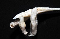 未知種鈍矢海鰓藏品圖，第5張