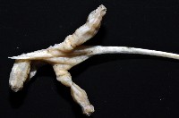 未知種鈍矢海鰓藏品圖，第6張