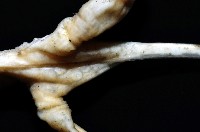 未知種鈍矢海鰓藏品圖，第7張