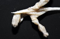未知種鈍矢海鰓藏品圖，第8張