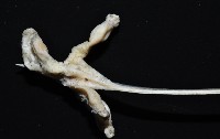 未知種鈍矢海鰓藏品圖，第10張