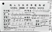 未知種鈍矢海鰓藏品圖，第12張