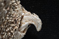 未知種翅海星藏品圖，第4張