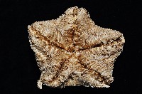 未知種翅海星藏品圖，第7張