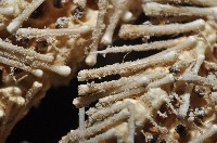 未知種項鍊海星藏品圖，第9張