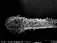 未知種項鍊海星藏品圖，第10張