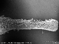 未知種項鍊海星藏品圖，第11張