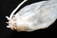 未知種紡錘魷魚藏品圖，第3張