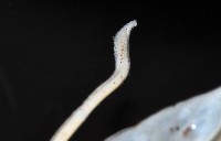 未知種紡錘魷魚藏品圖，第4張
