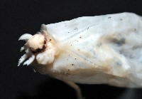 未知種紡錘魷魚藏品圖，第5張