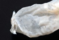 未知種紡錘魷魚藏品圖，第6張