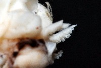 未知種紡錘魷魚藏品圖，第7張