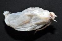 未知種紡錘魷魚藏品圖，第8張