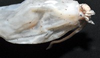 未知種紡錘魷魚藏品圖，第9張
