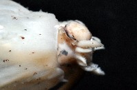 未知種紡錘魷魚藏品圖，第10張