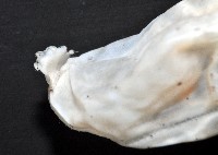 未知種紡錘魷魚藏品圖，第11張