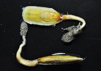 亞氏海豆芽藏品圖，第2張