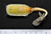 亞氏海豆芽藏品圖，第3張