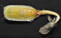 亞氏海豆芽藏品圖，第4張
