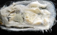 亞氏海豆芽藏品圖，第5張