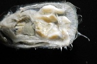 亞氏海豆芽藏品圖，第6張