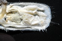 亞氏海豆芽藏品圖，第7張