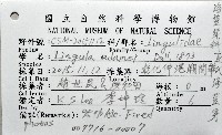 亞氏海豆芽藏品圖，第8張
