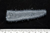 大西洋火體蟲藏品圖，第1張