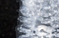 大西洋火體蟲藏品圖，第7張
