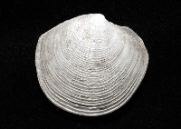 環紋扁滿月蛤藏品圖，第2張