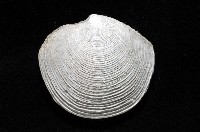 環紋扁滿月蛤藏品圖，第3張