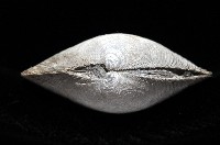 環紋扁滿月蛤藏品圖，第4張