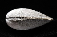 環紋扁滿月蛤藏品圖，第5張