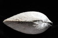 環紋扁滿月蛤藏品圖，第6張