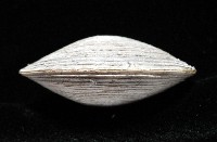 環紋扁滿月蛤藏品圖，第7張