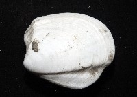 索足蛤藏品圖，第2張