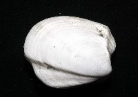 索足蛤藏品圖，第3張