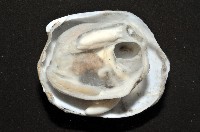 索足蛤藏品圖，第6張
