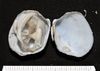 索足蛤藏品圖，第7張