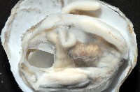 索足蛤藏品圖，第9張