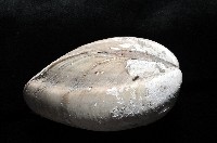 索足蛤藏品圖，第2張